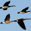 More On Canada Geese-gate